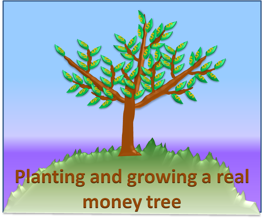 Planting and growing a real money tree